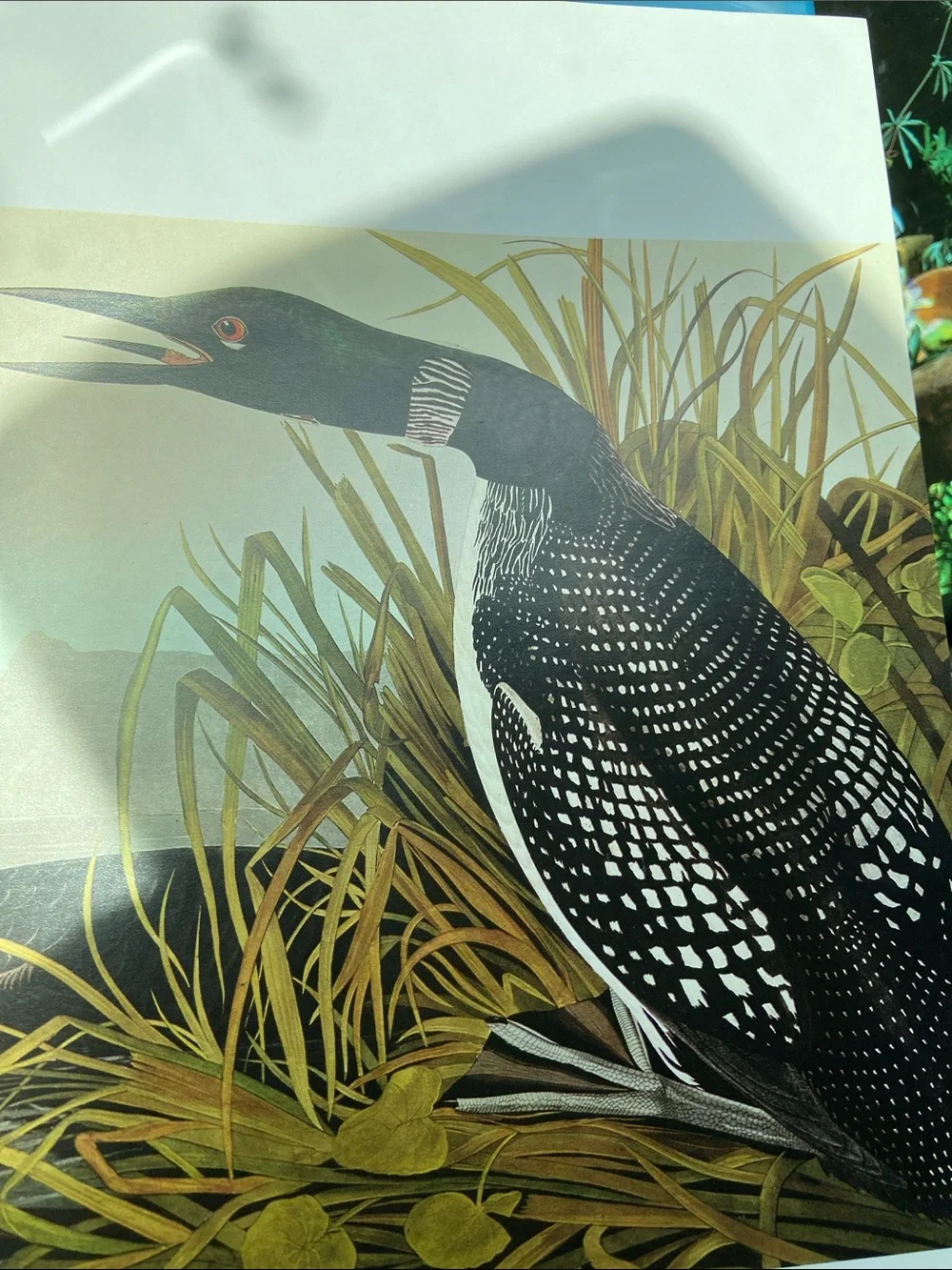 Bird birds Audubon Living World of Audubon art photography book Nature wildlife